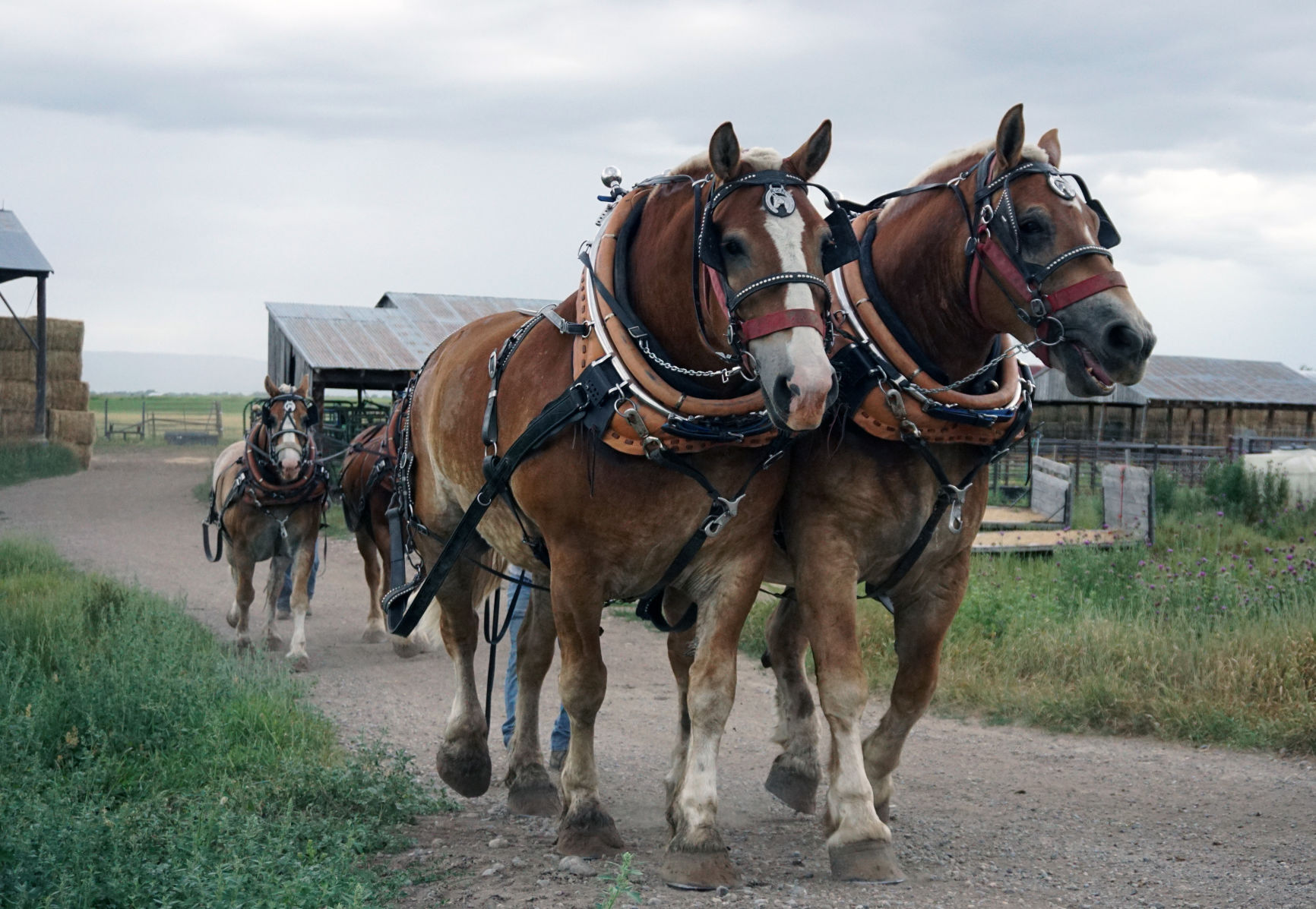 horse team.jpg